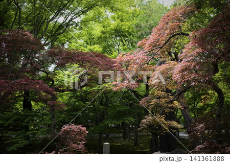 緑の京都 粋な配色 青紅葉に交じって赤いノムラモミジ(野村楓・濃紫紅葉) 緑の京都 粋な配色 青紅葉に交じって赤いノムラモミジ(野村楓・濃紫紅葉) 141361888