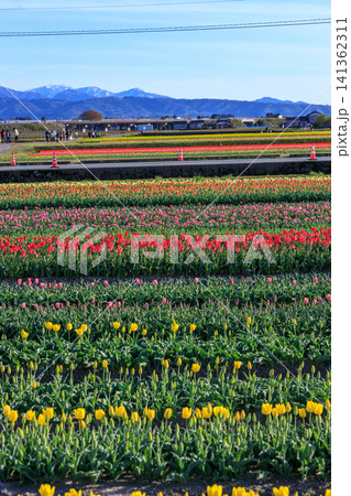 富山県あさひ船川べりの美しい春の四重奏 富山県あさひ船川べりの美しい春の四重奏 141362311
