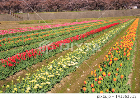 富山県あさひ船川べりの美しい春の四重奏 富山県あさひ船川べりの美しい春の四重奏 141362315
