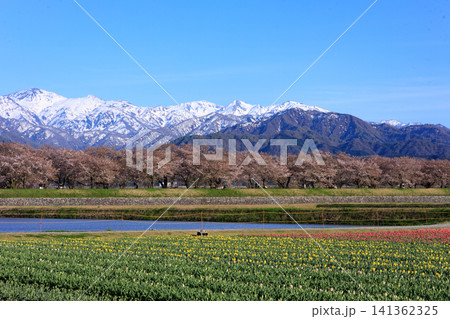 富山県あさひ船川べりの美しい春の四重奏 141362325