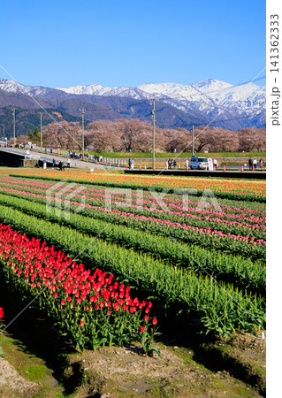 富山県あさひ船川べりの美しい春の四重奏 富山県あさひ船川べりの美しい春の四重奏 141362333