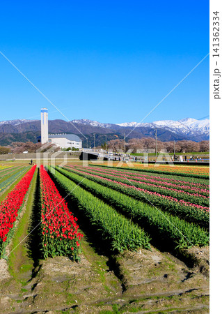 富山県あさひ船川べりの美しい春の四重奏 141362334