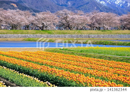 富山県あさひ船川べりの美しい春の四重奏 141362344
