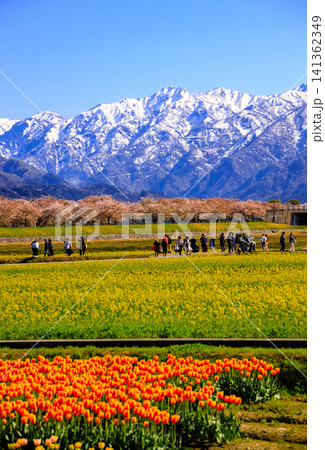 富山県あさひ船川べりの美しい春の四重奏 富山県あさひ船川べりの美しい春の四重奏 141362349