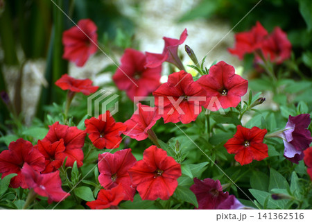 Beautiful red petunias in full bloom in a public garden. Colorful ornamental flowers creating an attractive floral display in a landscaped urban park during the summer season. 141362516