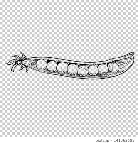 Open Pea Pod Hand-Drawn 141362585