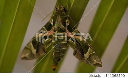 Oleander Hawk Moth Camouflage and Natural Beauty Oleander Hawk Moth Camouflage and Natural Beauty 141362590