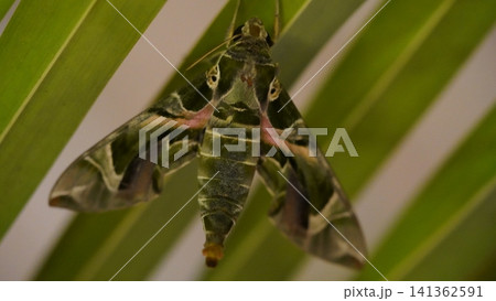 Oleander Hawk Moth Resting on Green Leaf Close Up Oleander Hawk Moth Resting on Green Leaf Close Up 141362591