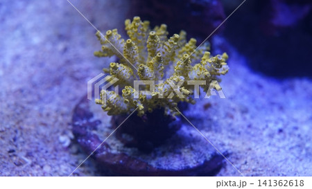 Close Up of Yellow Montipora Coral Underwater Scene Close Up of Yellow Montipora Coral Underwater Scene 141362618