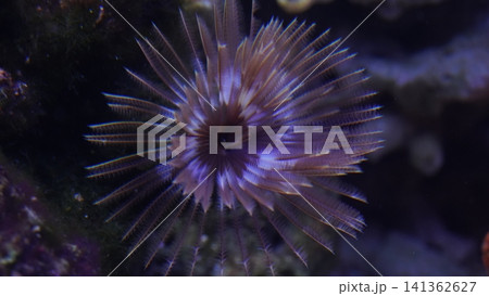 Elegant Feather Duster Worm Underwater Beauty 141362627
