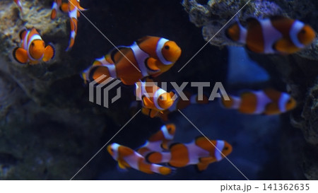 Clownfish School in Aquarium Habitat Bright Colors Clownfish School in Aquarium Habitat Bright Colors 141362635