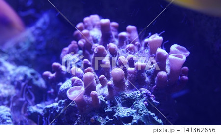 Vibrant Coral Reef Marine Life Underwater Scene Vibrant Coral Reef Marine Life Underwater Scene 141362656