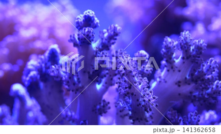 Close Up of Coral Reef Under Blue Light 141362658