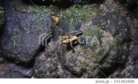 Colorful poison dart frog on mossy rock in natural habitat Colorful poison dart frog on mossy rock in natural habitat 141362686