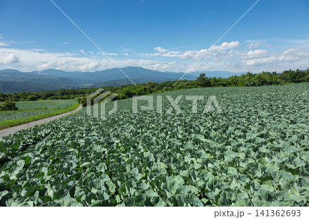 嬬恋村のキャベツ畑　群馬県 141362693