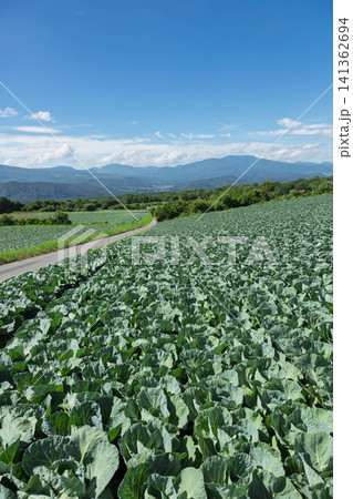嬬恋村のキャベツ畑　群馬県 141362694