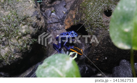 Poison Dart Frogs in Natural Habitat Tropical Amphibians Poison Dart Frogs in Natural Habitat Tropical Amphibians 141362753