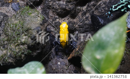 Poison Dart Frogs in Natural Habitat 141362758
