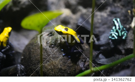 Colorful Poison Dart Frogs in Natural Habitat Colorful Poison Dart Frogs in Natural Habitat 141362762