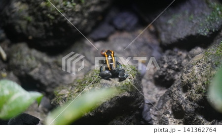 Stunning image of a striped poison frog sitting on a rock Stunning image of a striped poison frog sitting on a rock 141362764