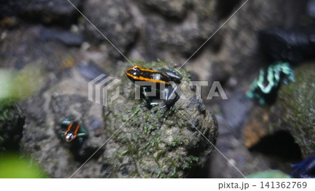 Poison Dart Frog Beauty in the Rainforest Habitat Poison Dart Frog Beauty in the Rainforest Habitat 141362769