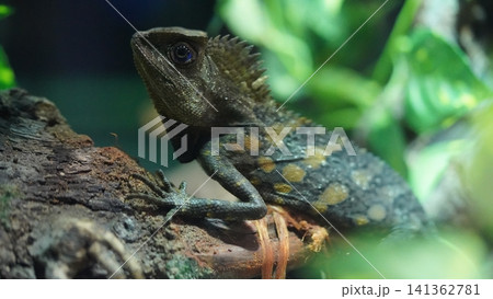 Forest Dragon Lizard Close Up Reptile Photography Forest Dragon Lizard Close Up Reptile Photography 141362781