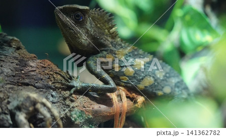 Forest Dragon Lizard Gonocephalus kowalewski on a Branch Forest Dragon Lizard Gonocephalus kowalewski on a Branch 141362782