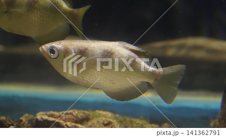 Silver Moony Fish Close Up Underwater Shot Silver Moony Fish Close Up Underwater Shot 141362791