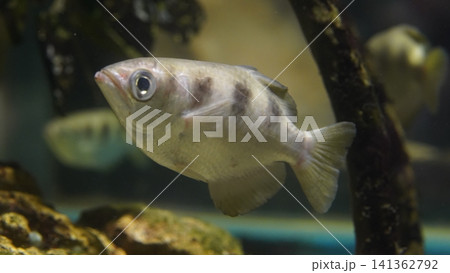 Banded Archerfish Underwater Aquarium Close Up Banded Archerfish Underwater Aquarium Close Up 141362792