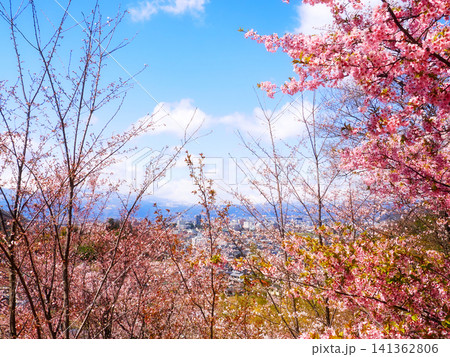 美しい桜と福島市の市街地の風景 141362806