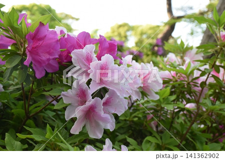 つつじの花と初夏の爽やかな木漏れ日と緑豊かな日本庭園の佇まい つつじの花と初夏の爽やかな木漏れ日と緑豊かな日本庭園の佇まい 141362902