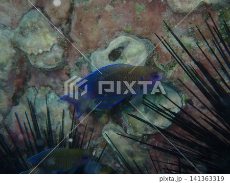 青縁のヒレを持つスズメダイ科の小型魚（種不明）とガンガゼ・水中写真 141363319