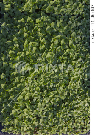 It is a perilla seedling. It is a perilla seedling. 141363637