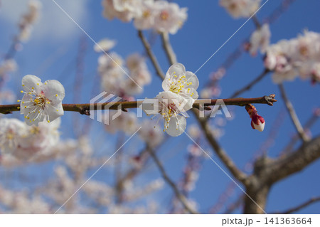Apricot flower on nature background Apricot flower on nature background 141363664