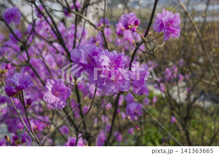 Spring flowers, full bloom of azaleas. Azalea flowers to mark the beginning of spring. Flowers botanical garden. Spring flowers, full bloom of azaleas. Azalea flowers to mark the beginning of spring. Flowers botanical garden. 141363665
