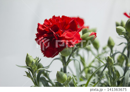 It is a red carnation flowerpot. It is a red carnation flowerpot. 141363675