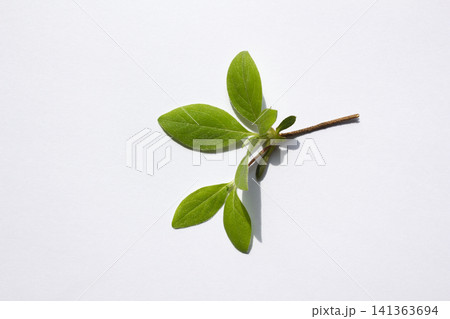 It is an azalea leaf placed on a white background. 141363694