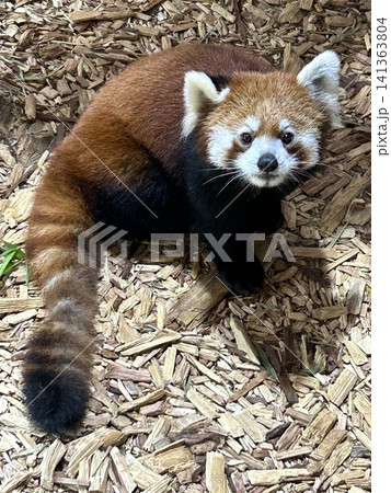 長いしっぽが特徴のレッサーパンダ 長いしっぽが特徴のレッサーパンダ 141363804