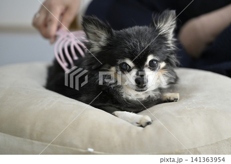 マッサージが大好きな愛犬 シニア犬 チワワ マッサージが大好きな愛犬 シニア犬 チワワ 141363954