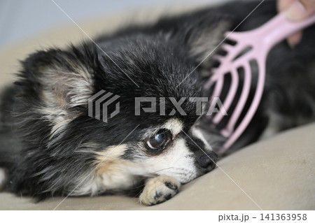 マッサージが大好きな愛犬 シニア犬 チワワ マッサージが大好きな愛犬 シニア犬 チワワ 141363958