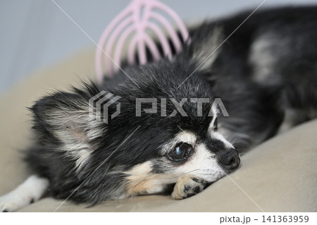 マッサージが大好きな愛犬 シニア犬 チワワ マッサージが大好きな愛犬 シニア犬 チワワ 141363959
