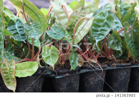 Philodendron billietiae plant on pot in farm Philodendron billietiae plant on pot in farm 141363985
