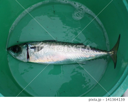 釣り上げたサバ 釣り上げたサバ 141364139