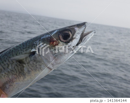 釣り上げたサバ 141364144