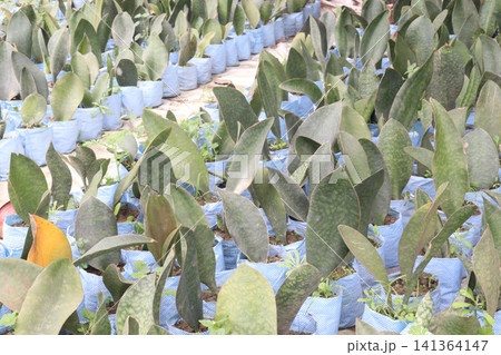Sansevieria masoniana leaf plant on pot Sansevieria masoniana leaf plant on pot 141364147