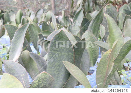 Sansevieria masoniana leaf plant on pot 141364148