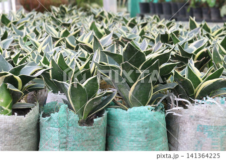 sansevieria trifasciata hahnii leaf plant seedling sansevieria trifasciata hahnii leaf plant seedling 141364225