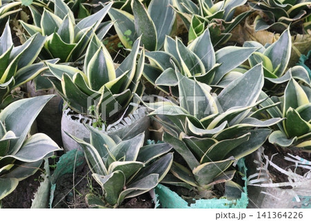 sansevieria trifasciata hahnii leaf plant seedling sansevieria trifasciata hahnii leaf plant seedling 141364226