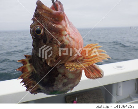 カサゴが釣れた カサゴが釣れた 141364258