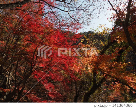 11月下旬の昇仙峡(山梨県甲府市) 11月下旬の昇仙峡(山梨県甲府市) 141364360